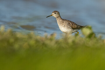 A wood sandpiper (Tringa glareola)