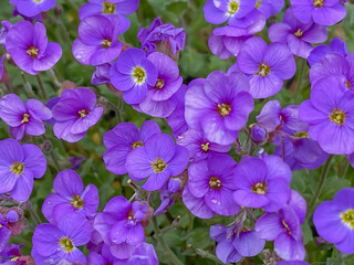 Fototapeta na wymiar flower bed of blue pansies in springtime, full frame, close up