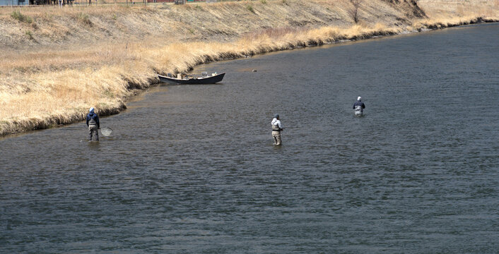 Three anglers wading in the Missouri River in Western Montana.