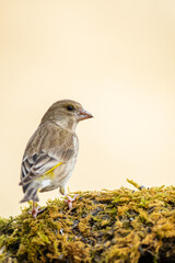 A european greenfinch (Chloris chloris)