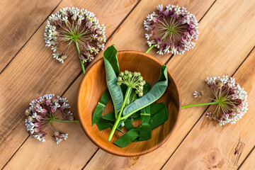 Asclepias, milkweeds, coma, Asclepias syriaca, common milkweed, silkweed and Virginia silkweed in wooden environmental plate on table. Collecting herbs during flowering in summer. Top view