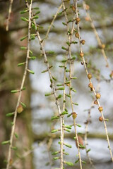 Larch branches on spring