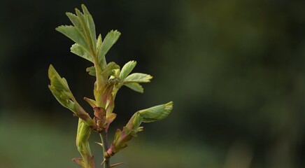 Spring leaves for background, rose carpatia young leaves