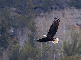 Bald Eagle in Flight