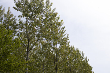 Fototapeta premium coltivazione di pioppe in mezzo al campo