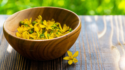 St. John's wort. Hypericum plants yellow flower used in alternative medicine in a wooden plate on a vintage table. Medicinal herbs Hypericum for Homeopathic Remedies.