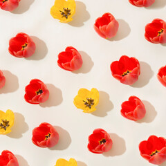 Spring pattern with red and yellow tulips. Bunch of natural plants on white background. Colorful flat lay.