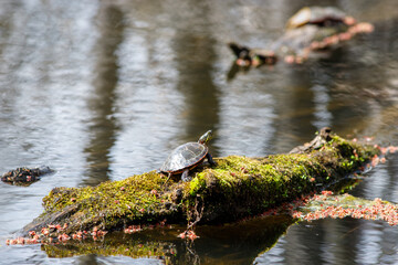 Turtle on a mossy log looks back in the sun