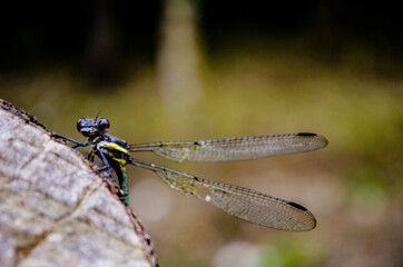 libélula posada en un tronco 