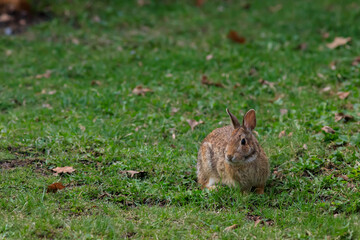 A backyard bunny rabbit