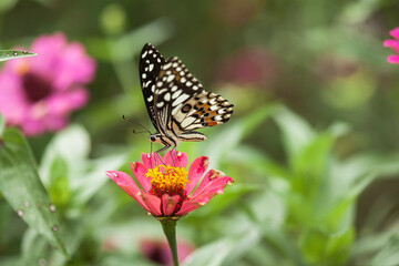 Obraz na płótnie Canvas Butterflies on nature