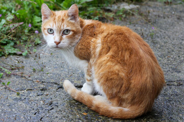 a white-amber cat