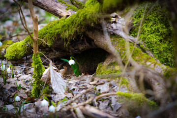 Frühlings-Knotenblume (Leucojum vernum), Märzenbecher, Märzbecher, Märzglöckchen, Großes Schneeglöckchen, Amaryllisgewächs
