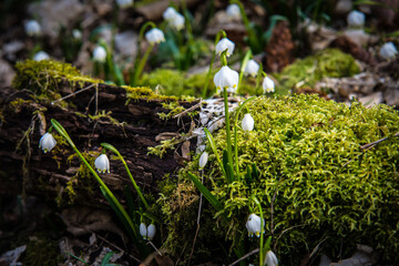 Frühlings-Knotenblume (Leucojum vernum), Märzenbecher, Märzbecher, Märzglöckchen, Großes Schneeglöckchen, Amaryllisgewächs