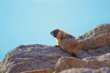 marmot in the mountains