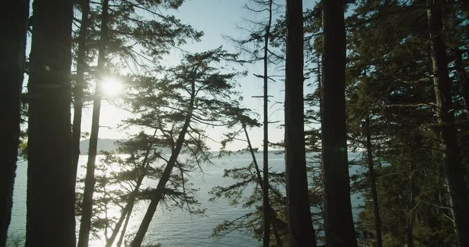 Pacific Coastal Forest with a view of Puget Sound near Seattle Washington
