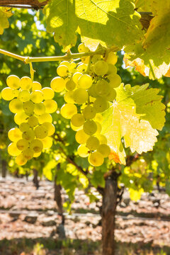 bunches of backlit pinot gris grapes hanging on vine in vineyard at harvest time with blurred background and copy space