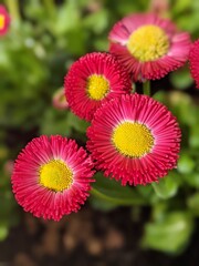 red and yellow flower