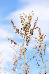 dry grass in pastel colors on blue sky background, concept poster