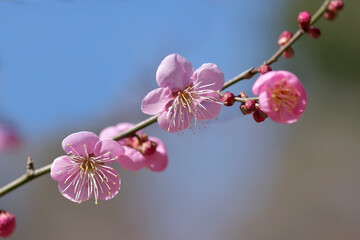 道知辺　梅の花