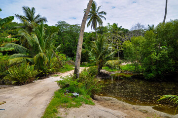 Fototapeta na wymiar Dirt road on a tropical island