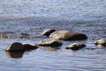 Fototapeta premium seal on the beach