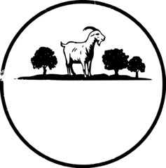 black and white sheep
