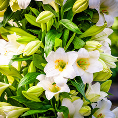 Fototapeta premium Bouquet of white lilies. Beautiful white lilies