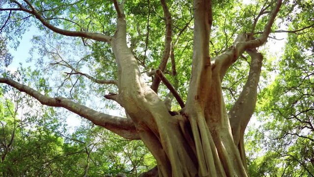 Low Angle Perspective of Mature Tropical Tree in Sri Lanka
