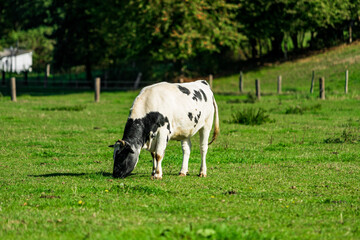 Cattle in the meadow. Cows on a green field.