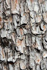 bark of a tree