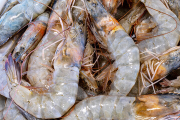 Fresh prawns over the sink to clean. Shrimps background for background texture