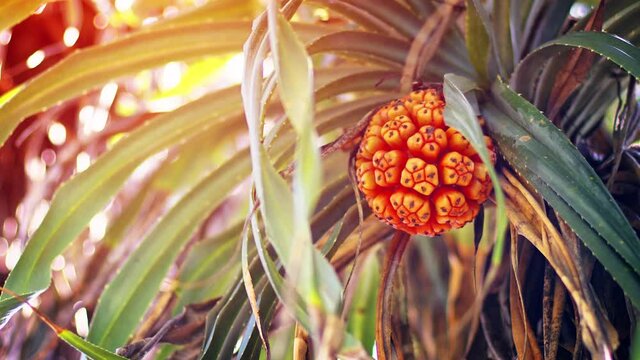 Pandan Tree with its Odd Fruit in Sri Lanka