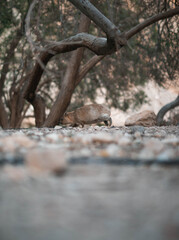 landscape  and animals