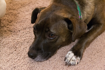 portrait of a dog