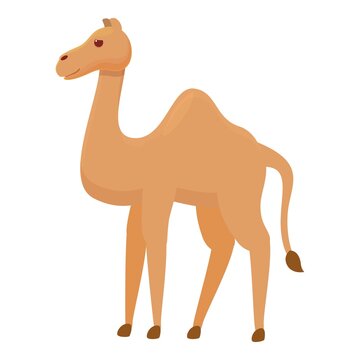 Arabic camel icon. Cartoon of Arabic camel vector icon for web design isolated on white background
