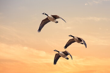 Canada Geese at Sunset