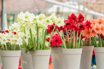 red and white amaryllis flower blooming - obrazy, fototapety, plakaty