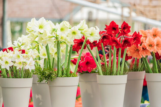 red and white amaryllis flower blooming