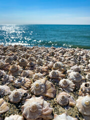 Obraz na płótnie Canvas Sea shells on the beach