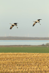 Landscape with two Birds, Grus grus, bird, Birds in nature reserve