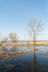 Naklejka na ściany i meble Spring flood blue lake. Trees still without leaves grow in a meadow flooded with water. Beautiful landscape with blue sky and water on a spring day.