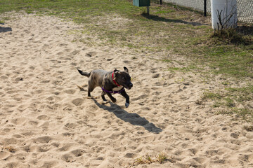 dog running in the sand