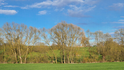 trees  along a stream in fresh green spring field