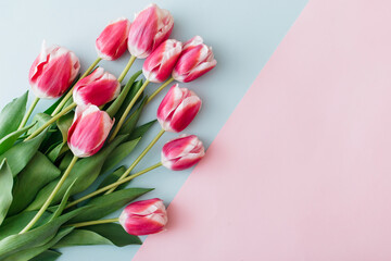 Pink and white tulips on pink and blue background. Flat lay, top view, copy space