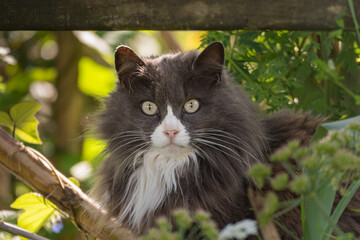 cat with long gray hair outdoors