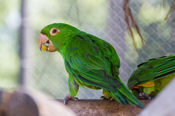 Outdoor parrot in a park in Rio de Janeiro.