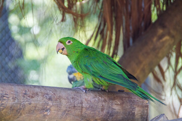 Outdoor parrot in a park in Rio de Janeiro.