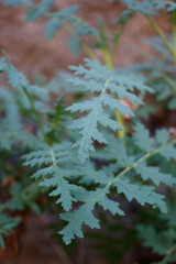 Compound distally acute proximally auriculate lobate leaves of Branched Scorpionweed, Phacelia Ramosissima, Boraginaceae, native perennial herb in Red Rock Canyon MRCA, Santa Monica Mountains, Winter.