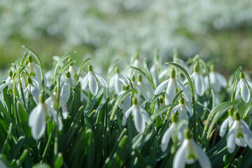 Early spring snowdrops (Galanthus nivalis). Soft selective focus